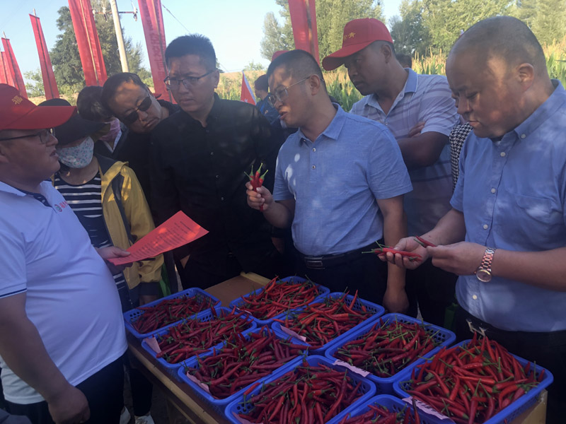 辣椒種植